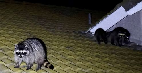 raccoonn b c.jpg